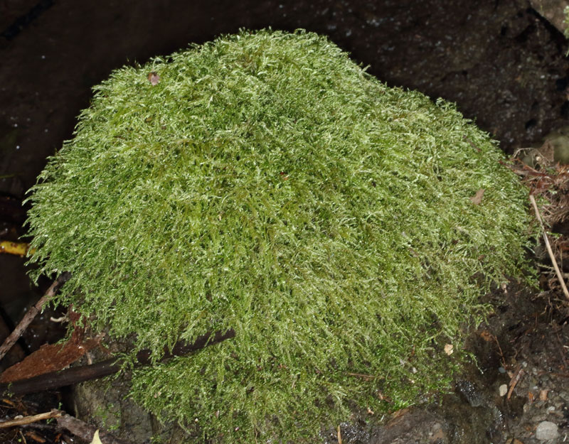 Brachythecium rivulare